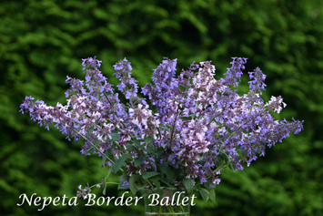 Nepeta grandiflora Border Ballet -vase